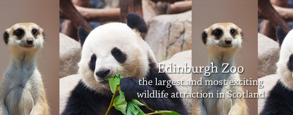 Edinburgh Zoo - the largest and most exciting wildlife attraction 
        in Scotland